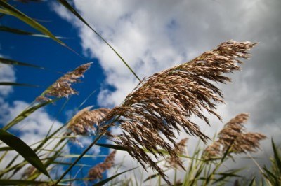 Phragmites
